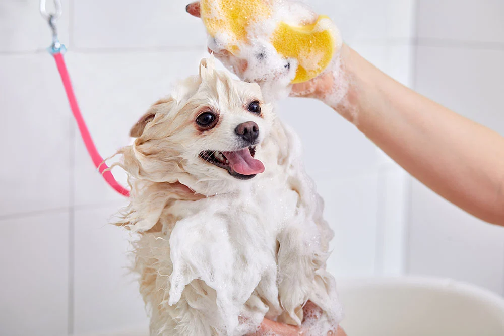 A small dog enjoying bath time