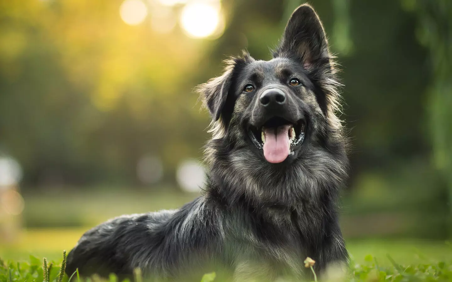 A beautiful dog enjoying the outdoors