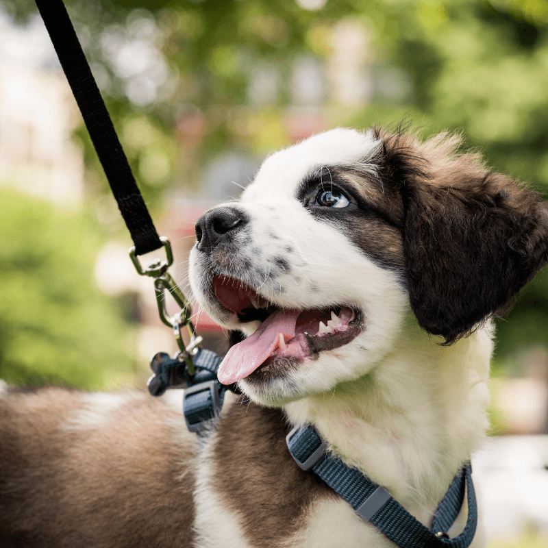 A puppy on a leash looking up happily