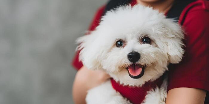 Well-groomed dog with scarf