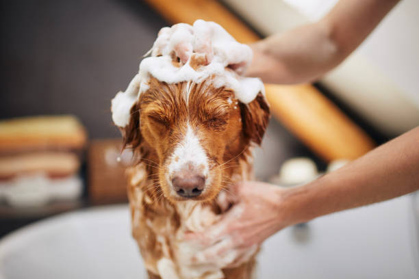 A dog being gently shampooed with care